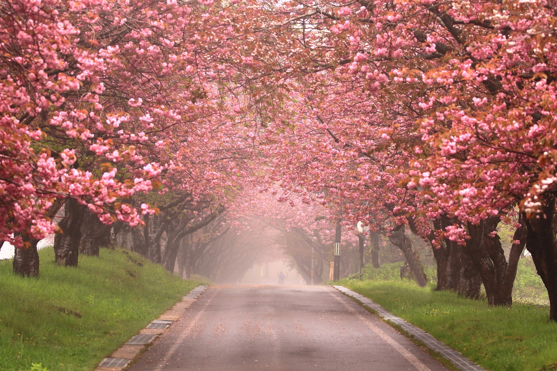 函館桜イメージ